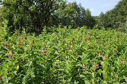 Asclepias syriaca